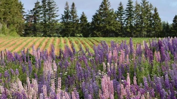 Đầu tư định cư Saskatchewan