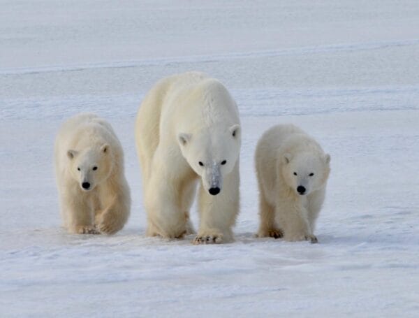 Top 5 cảnh đẹp thiên nhiên tại Canada