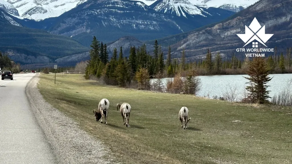 Khảo sát đầu tư tại các cộng đồng ở Alberta (04/2024) 8 Khảo sát đầu tư tại các cộng đồng ở Alberta (04/2024)