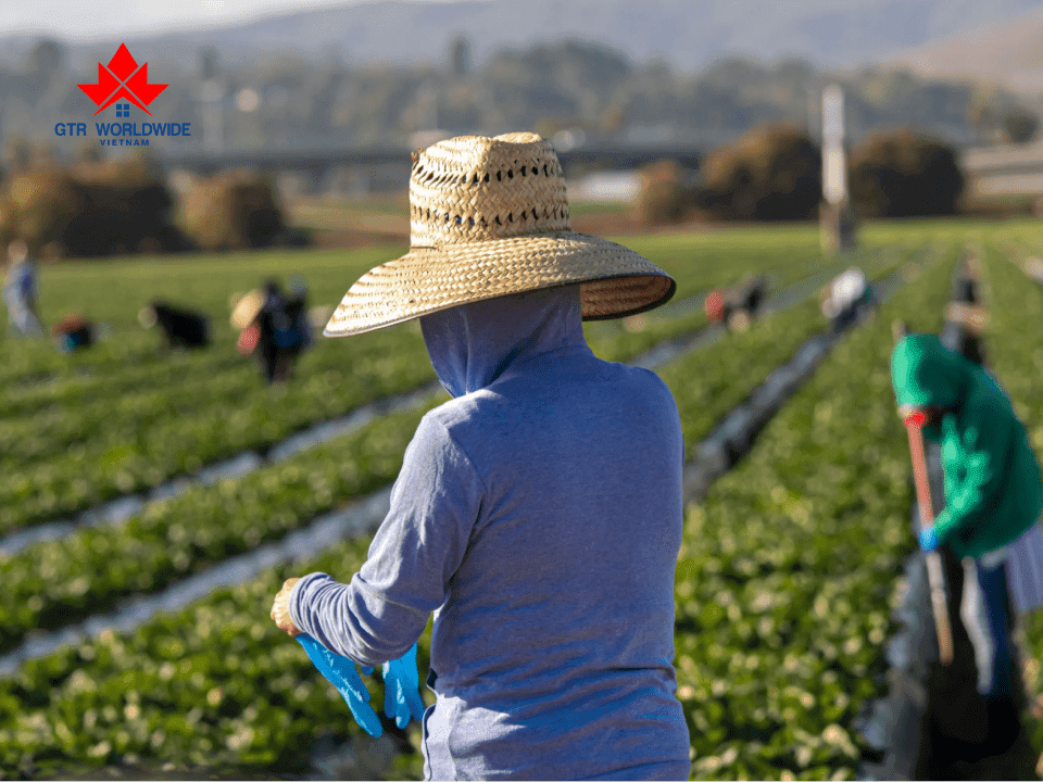 Chương trình định cư Canada diện nông nghiệp giúp giảm thiếu hụt nguồn nhân lực