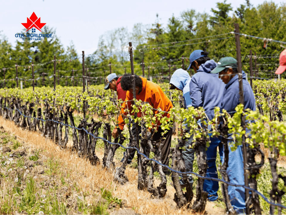 Cơ hội định cư tại Canada dành cho nông dân lành nghề đang mở rộng