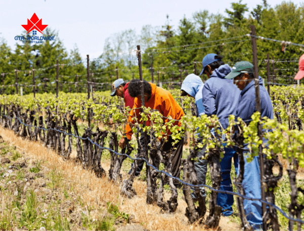 Định Cư Canada Diện Nông Nghiệp Cập Nhật Mới Nhất