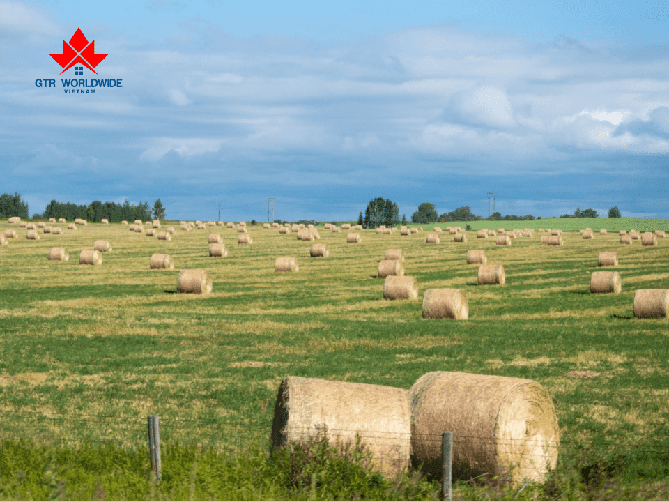 Ngành nông nghiệp tại Alberta thuộc diện ưu tiên xét cho dòng Alberta Express Entry