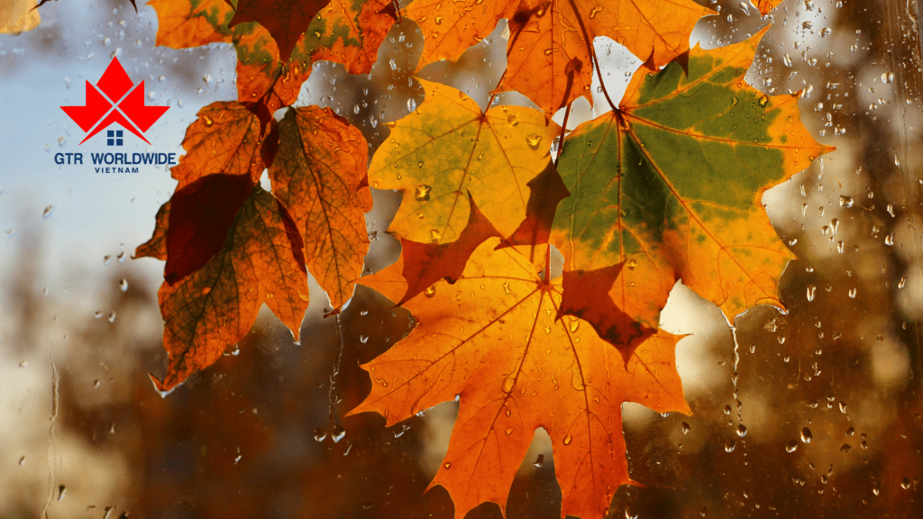 Tin vui cho du học sinh: PGWP Canada cho tất cả cử nhân từ 2025