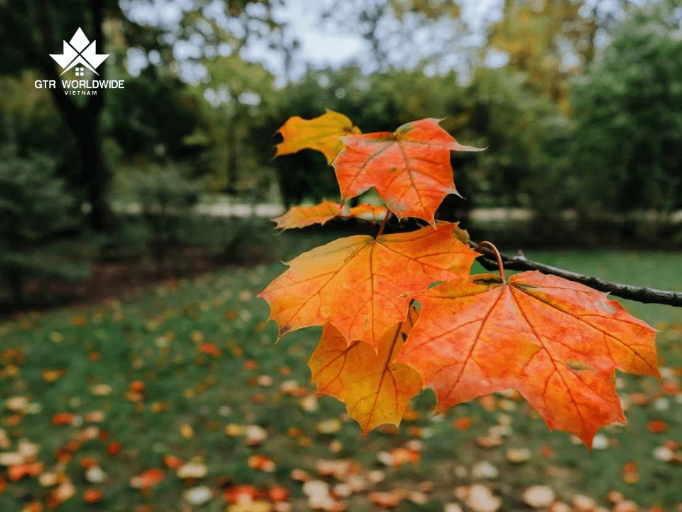 Tìm hiểu khí hậu và chuẩn bị thích nghi với mùa đông lạnh giá hoặc khí hậu khô hạn khi định cư Canada diện tay nghề
