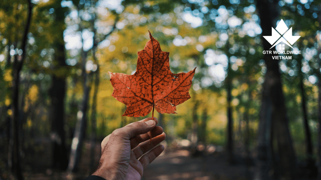 07 lý do phổ biến khiến đơn xin nhập cư Canada bị từ chối và cách khắc phục