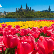 Ottawa trưng bày hàng ngàn khóm hoa tulip vào dịp lễ hội hoa Tulip hàng năm